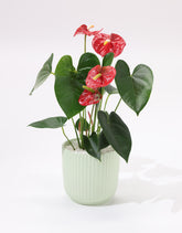 Anthurium plant with red flowers